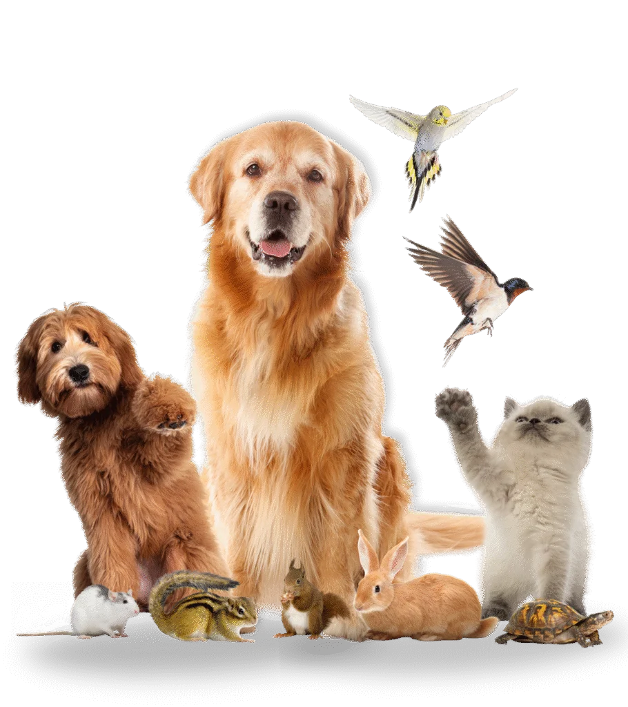 Pet advice